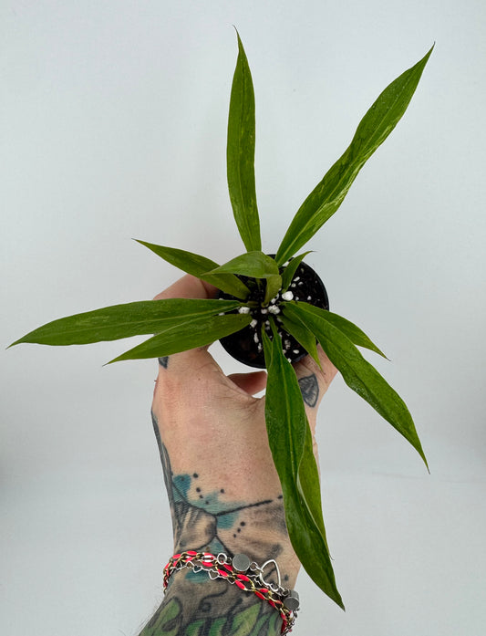 Philodendron low VAR Caramel Marble