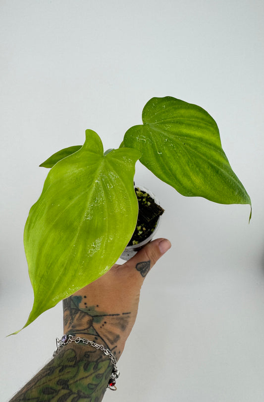 Philodendron Camposportoanum