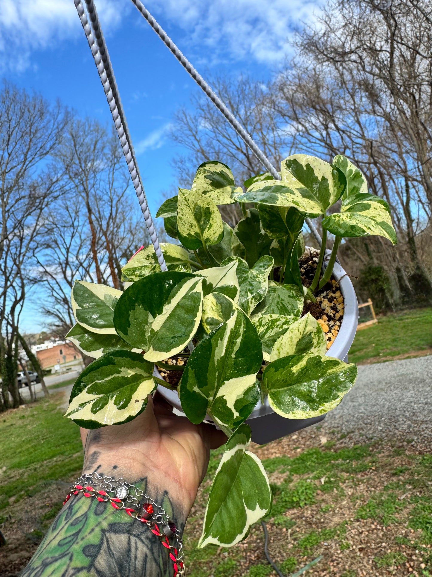 ‘N’Joy’ pothos