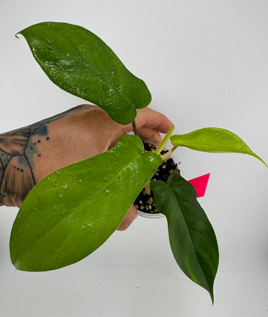 Philodendron Florida Green