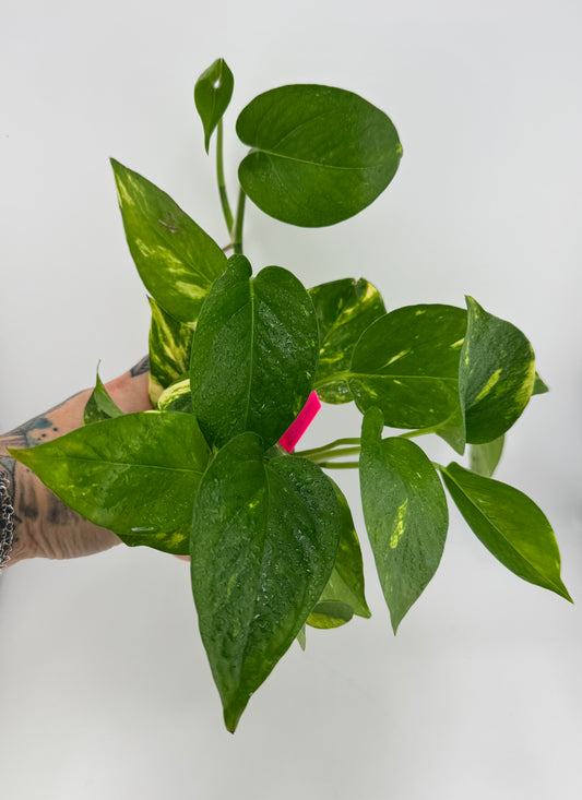 Golden Pothos