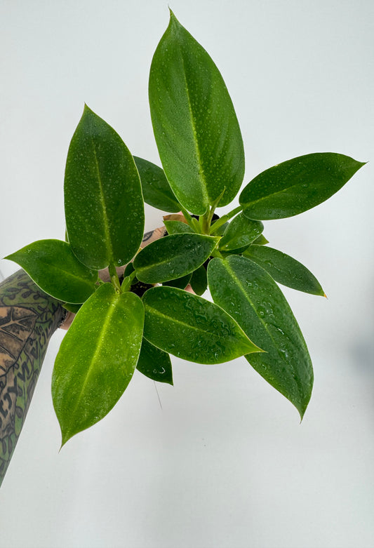 Philodendron Ruaysup