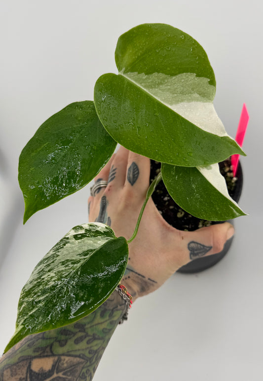 Monstera Deliciosa (borsigiana) Albo Variegated