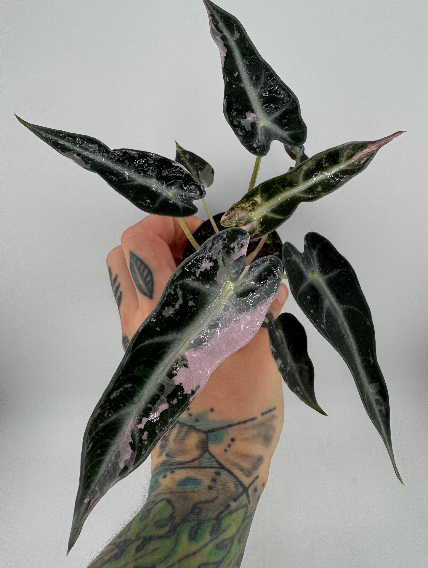 Variegated Alocasia Bambino Albo/Pink #A