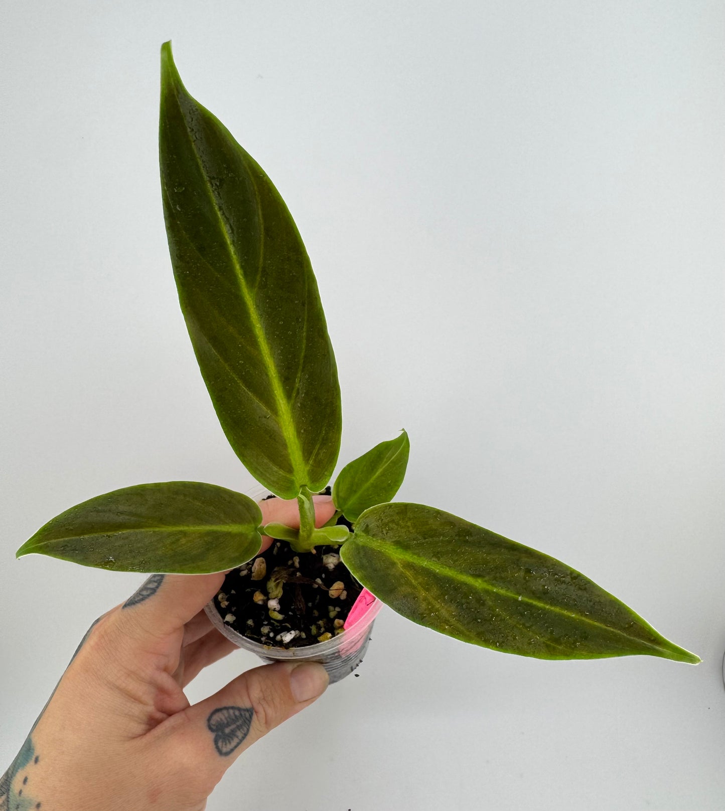 Philodendron Subhastum