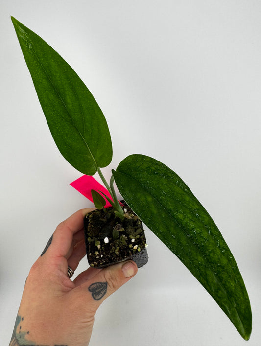 Monstera Barrieri