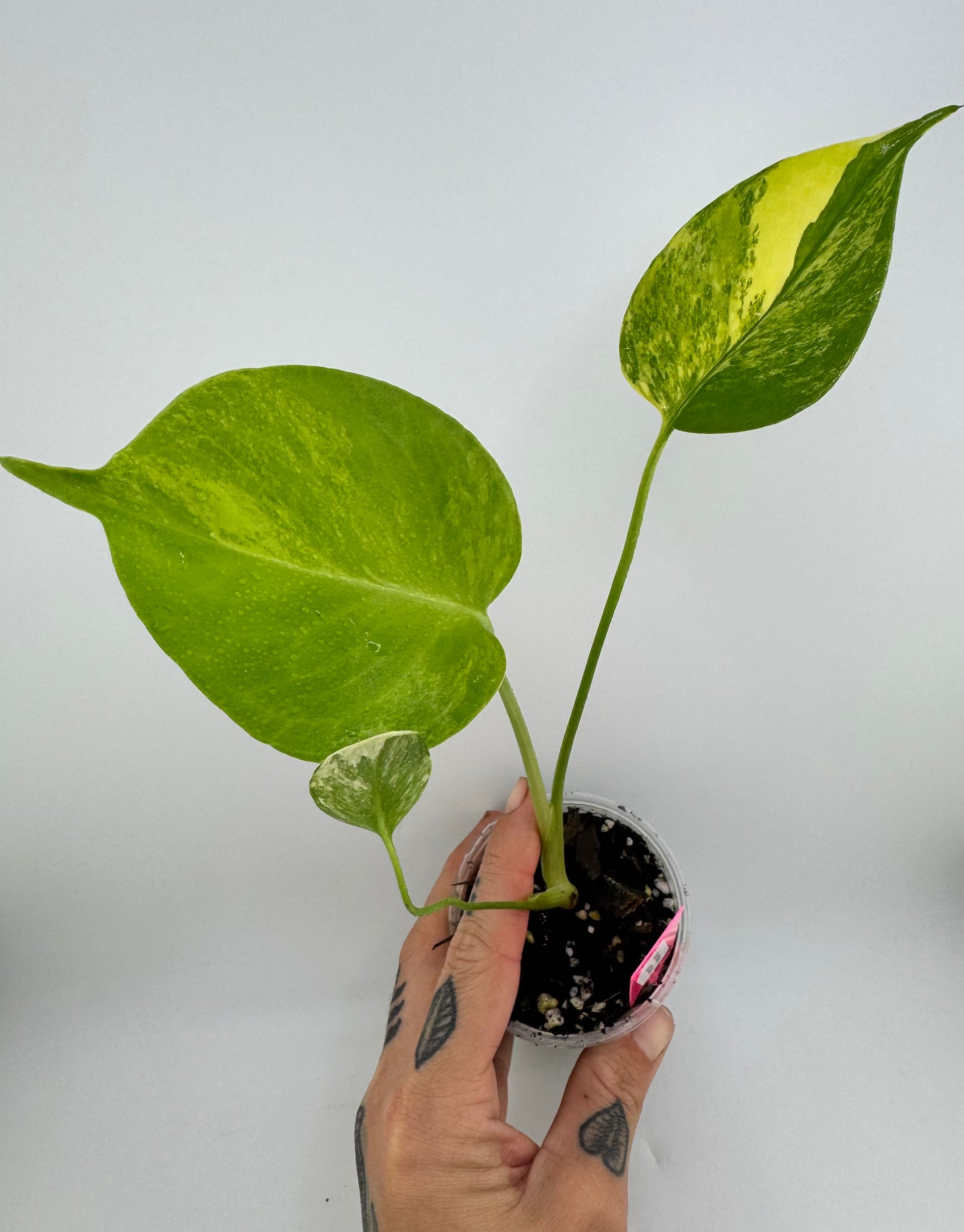 Monstera Deliciosa (Small Form) Aurea Variegated