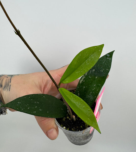 Hoya pubicalyx splash