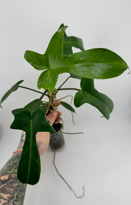 Philodendron Florida Green
