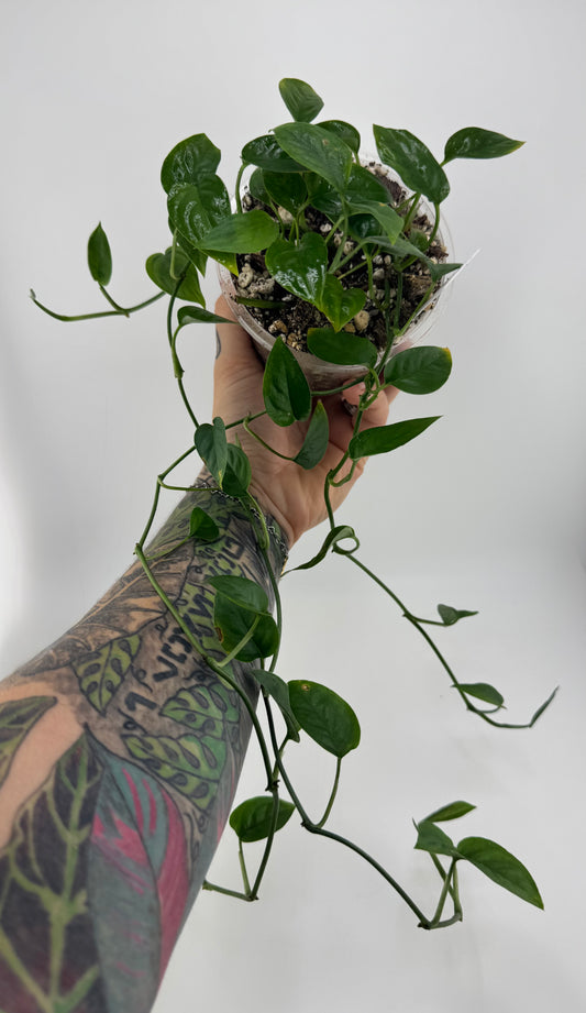 Monstera Lechleriana