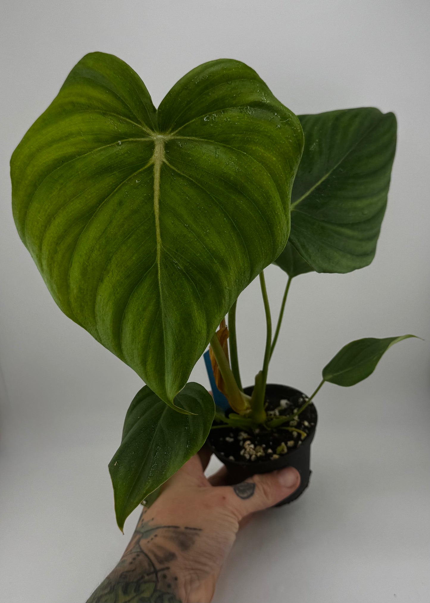 Philodendron Pastazanum