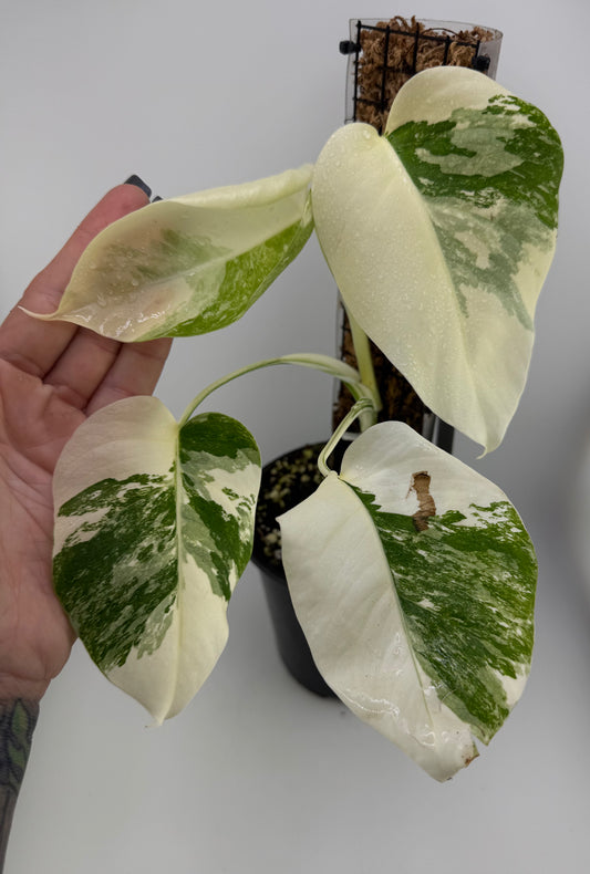 Monstera Deliciosa (borsigiana) Albo High Variegated