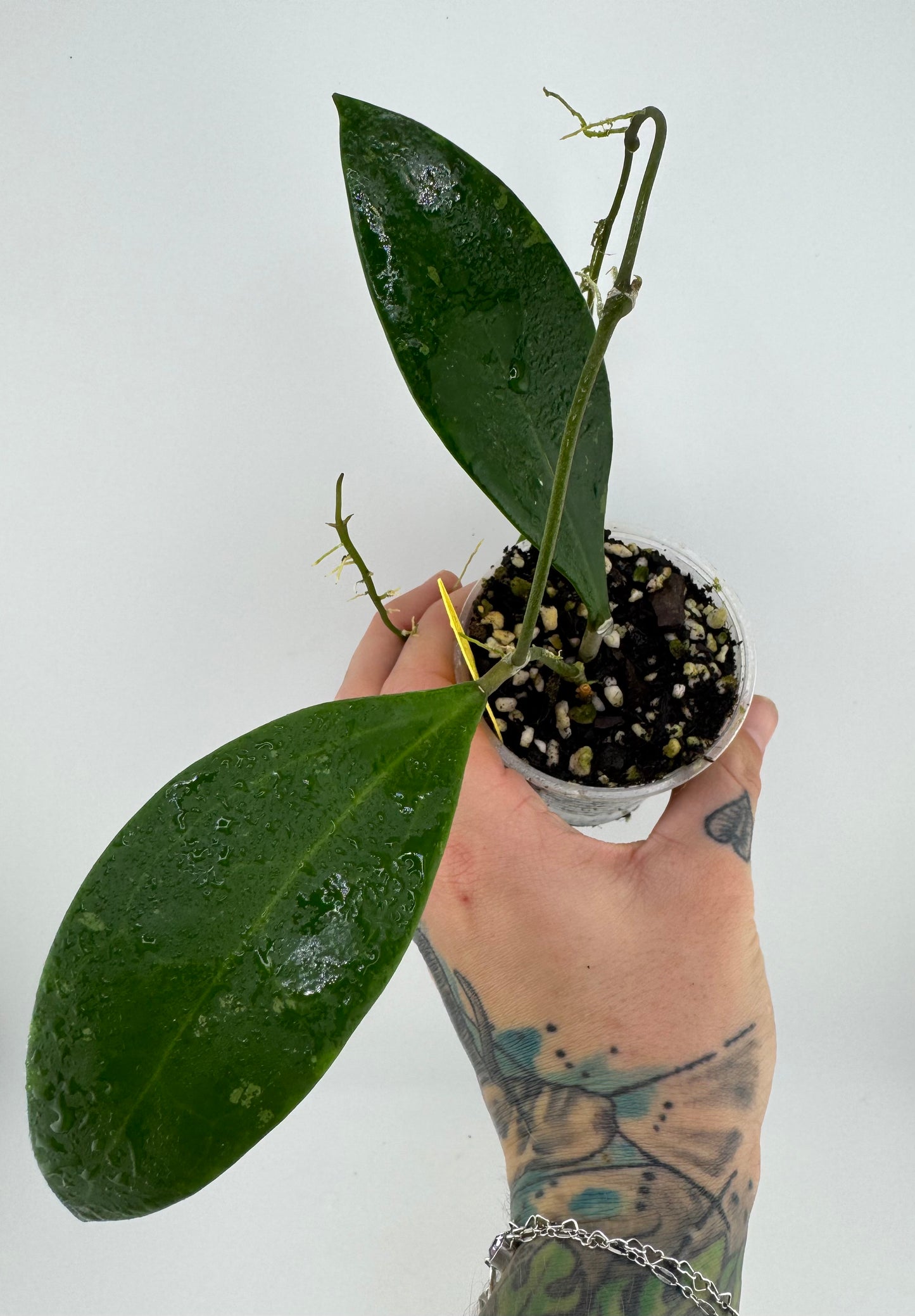 Hoya Sp. Laos 003 ‘Meuangmai’