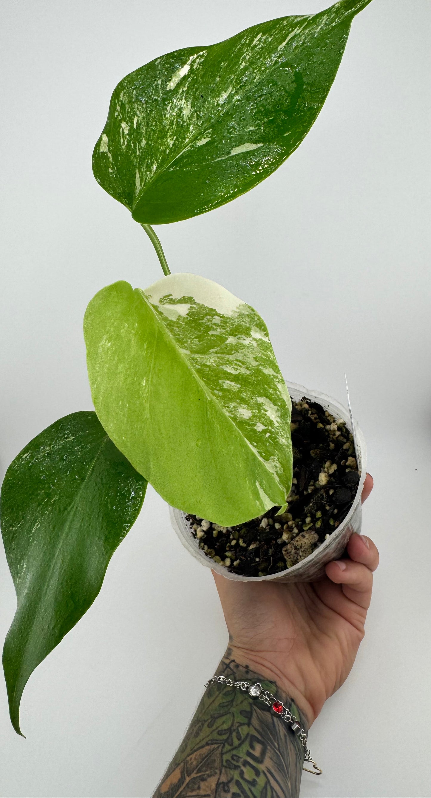 Monstera Deliciosa (borsigiana) Albo Variegated #1