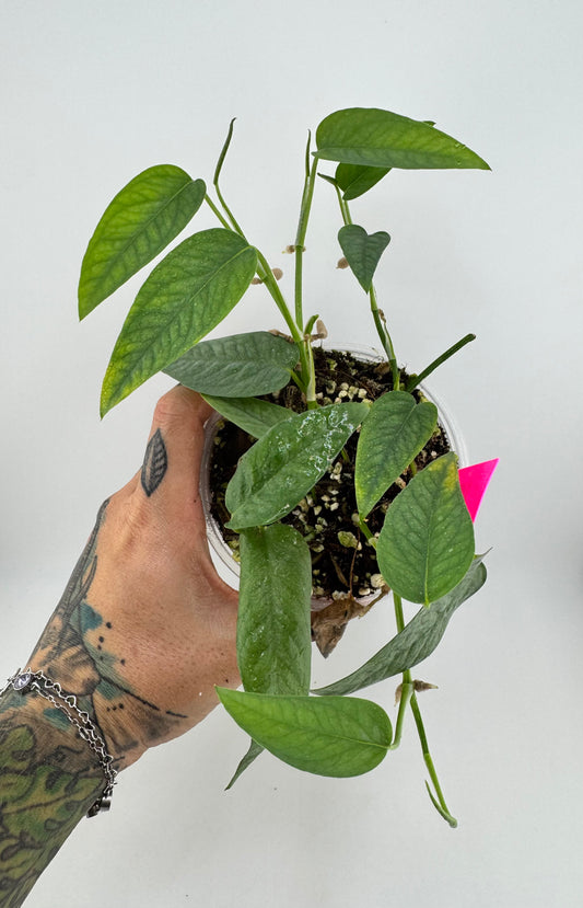 Pothos Cebu Blue