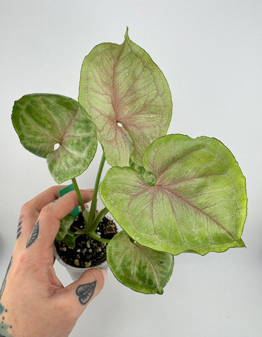 Syngonium Green Splash