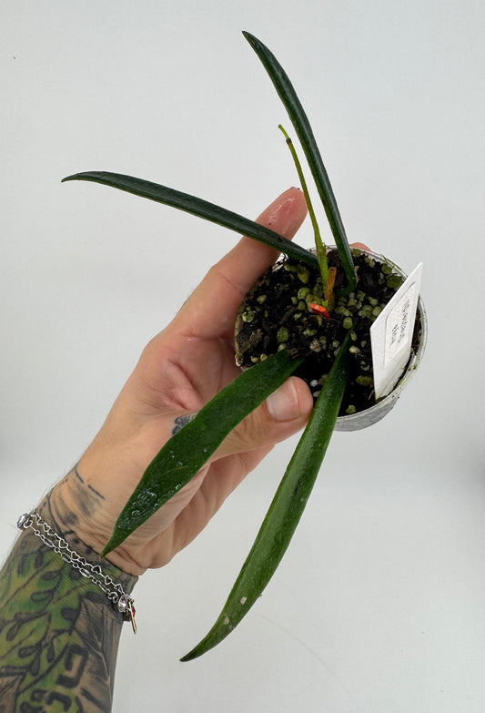 Hoya shepherdii