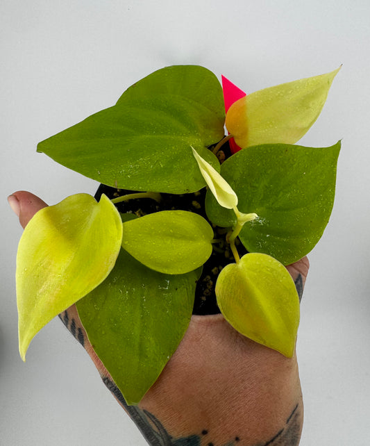 Philodendron Heartleaf ‘Neon’