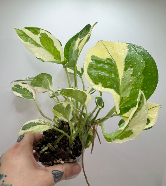 ‘N’Joy’ pothos