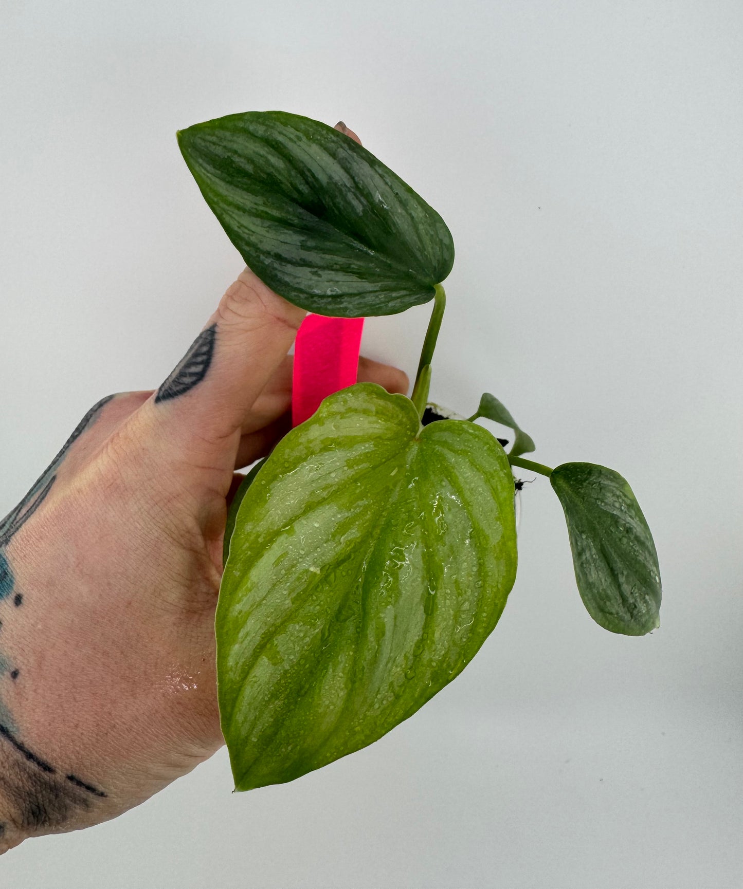 Philodendron Mamei Silver Cloud