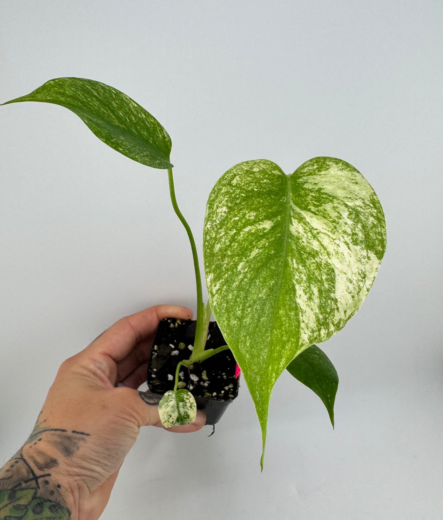 Monstera Deliciosa Mint ‘white monster’ Variegated #2