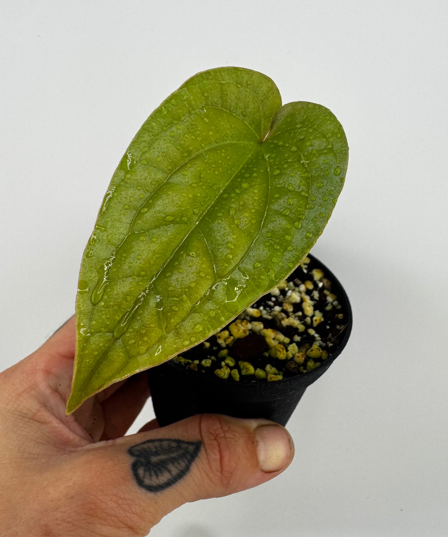 Anthurium Radicans X Luxurians