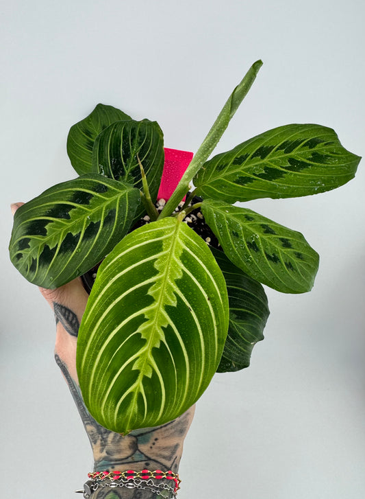 Maranta ‘Lemon-Lime’