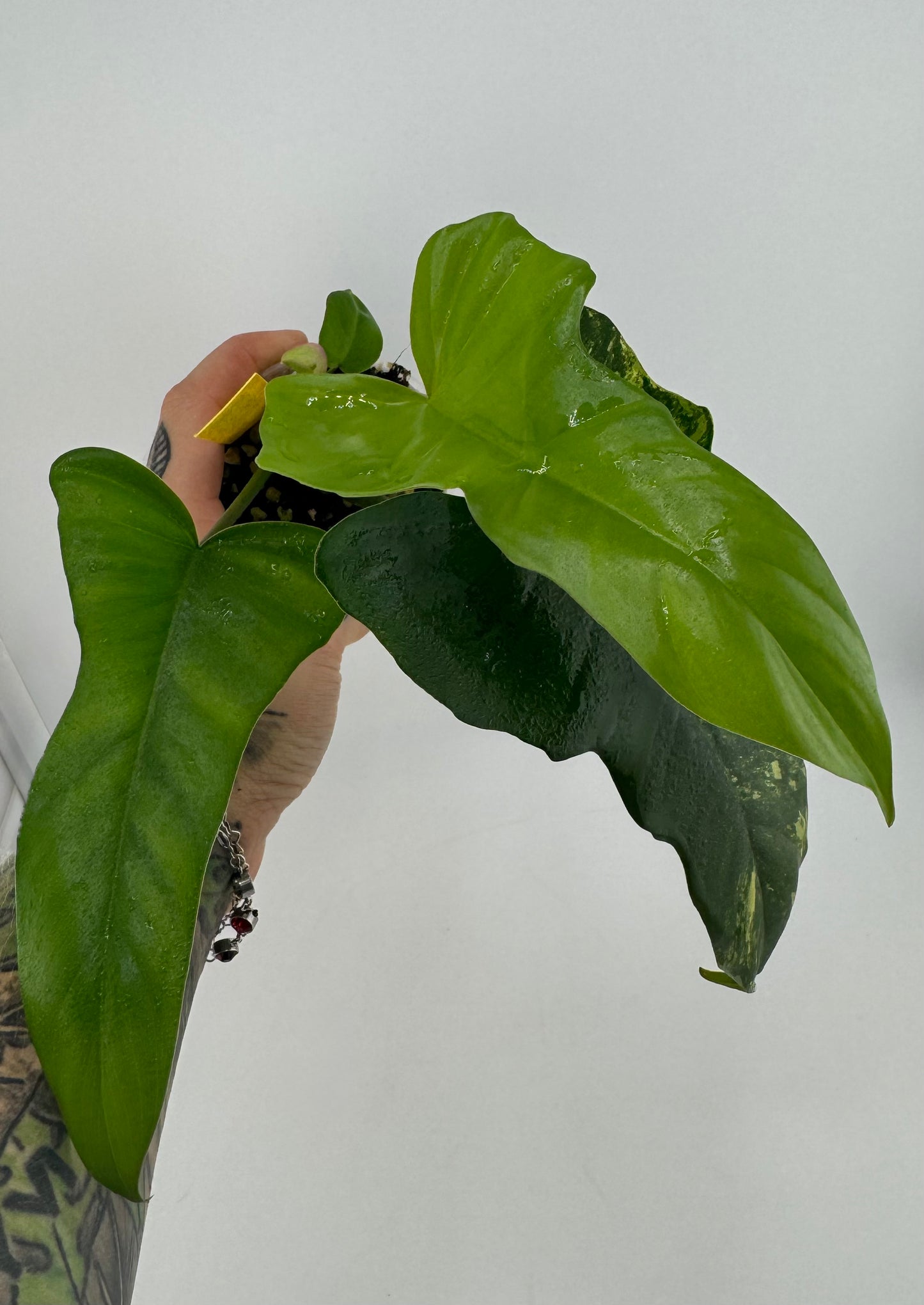 Philodendron Florida Beauty X Mayoi low Variegated / reverted
