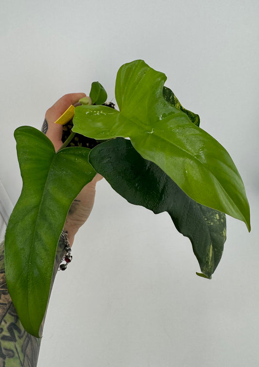 Philodendron Florida Beauty X Mayoi low Variegated / reverted