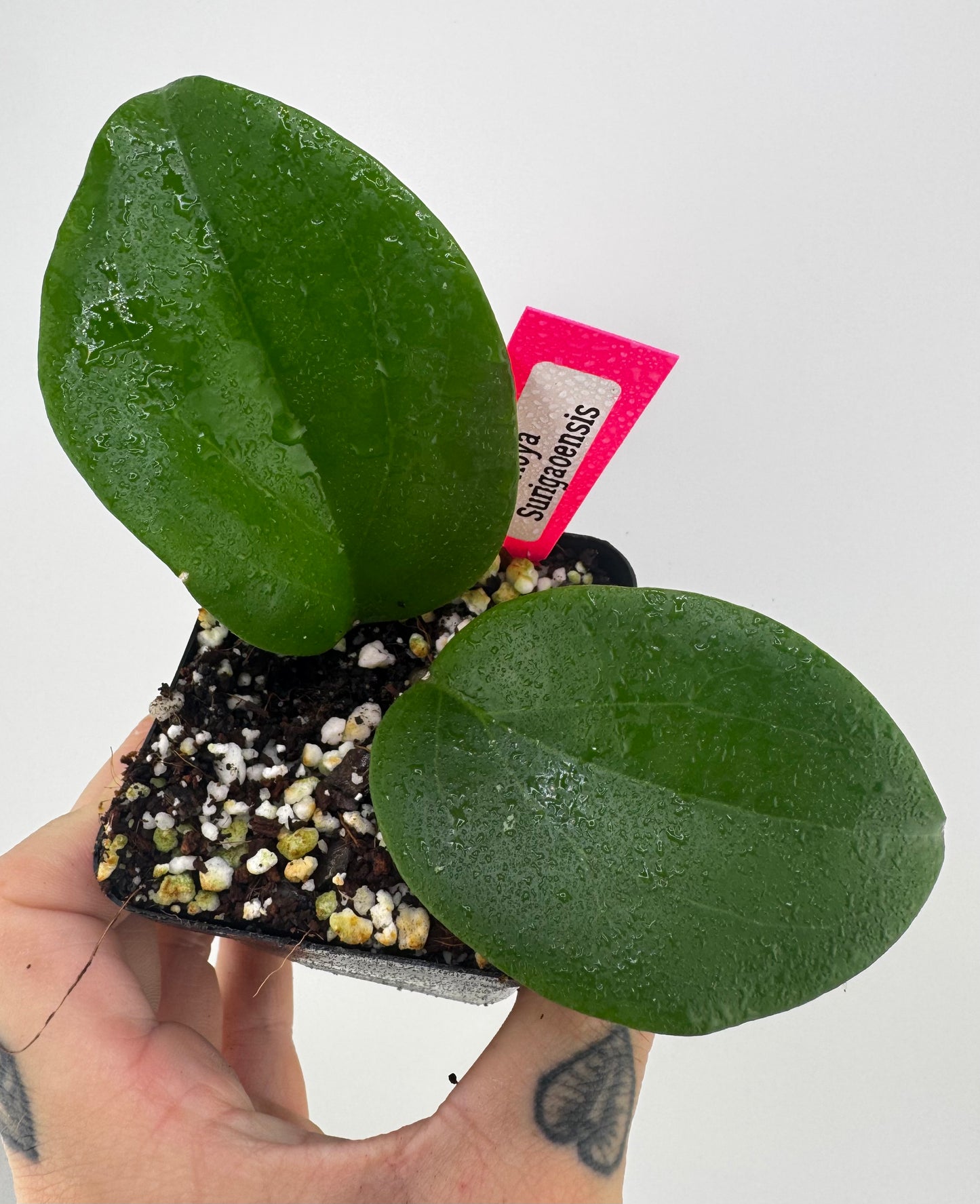 Hoya Surigaoensis