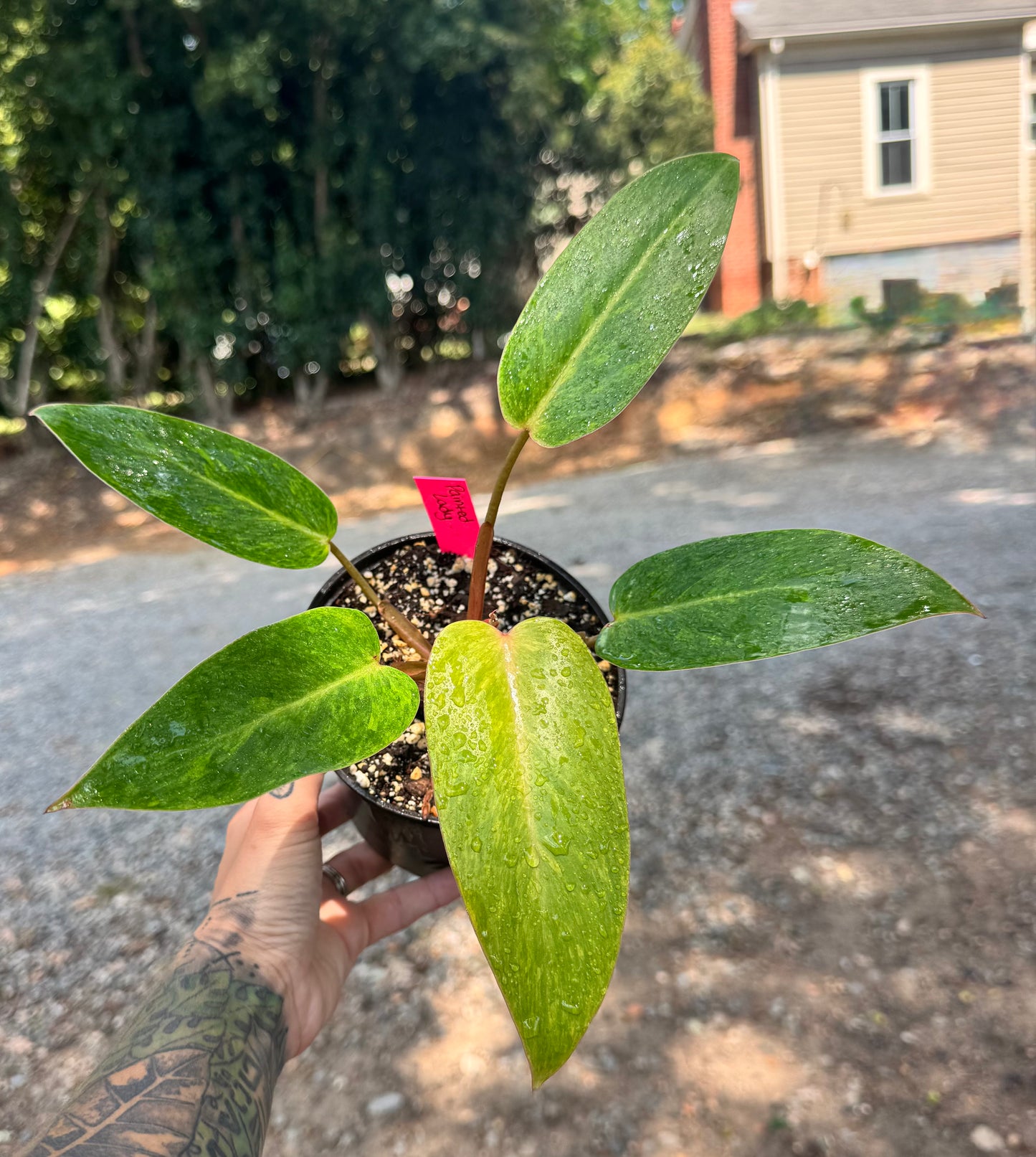 Philodendron Painted Lady