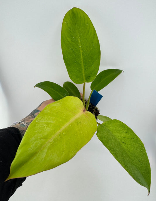 Philodendron Snowdrift