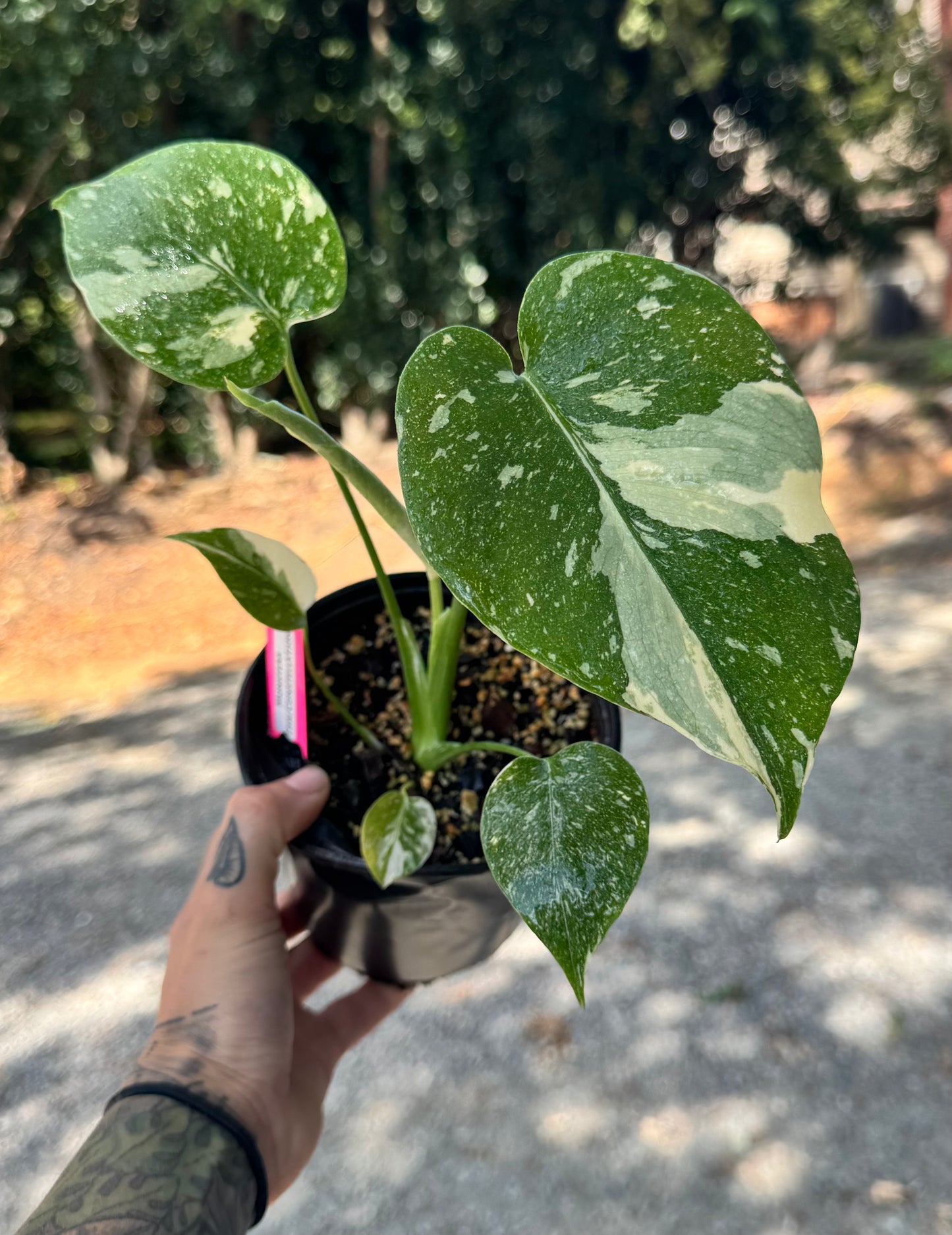 Monstera Variegated Thai Constellation