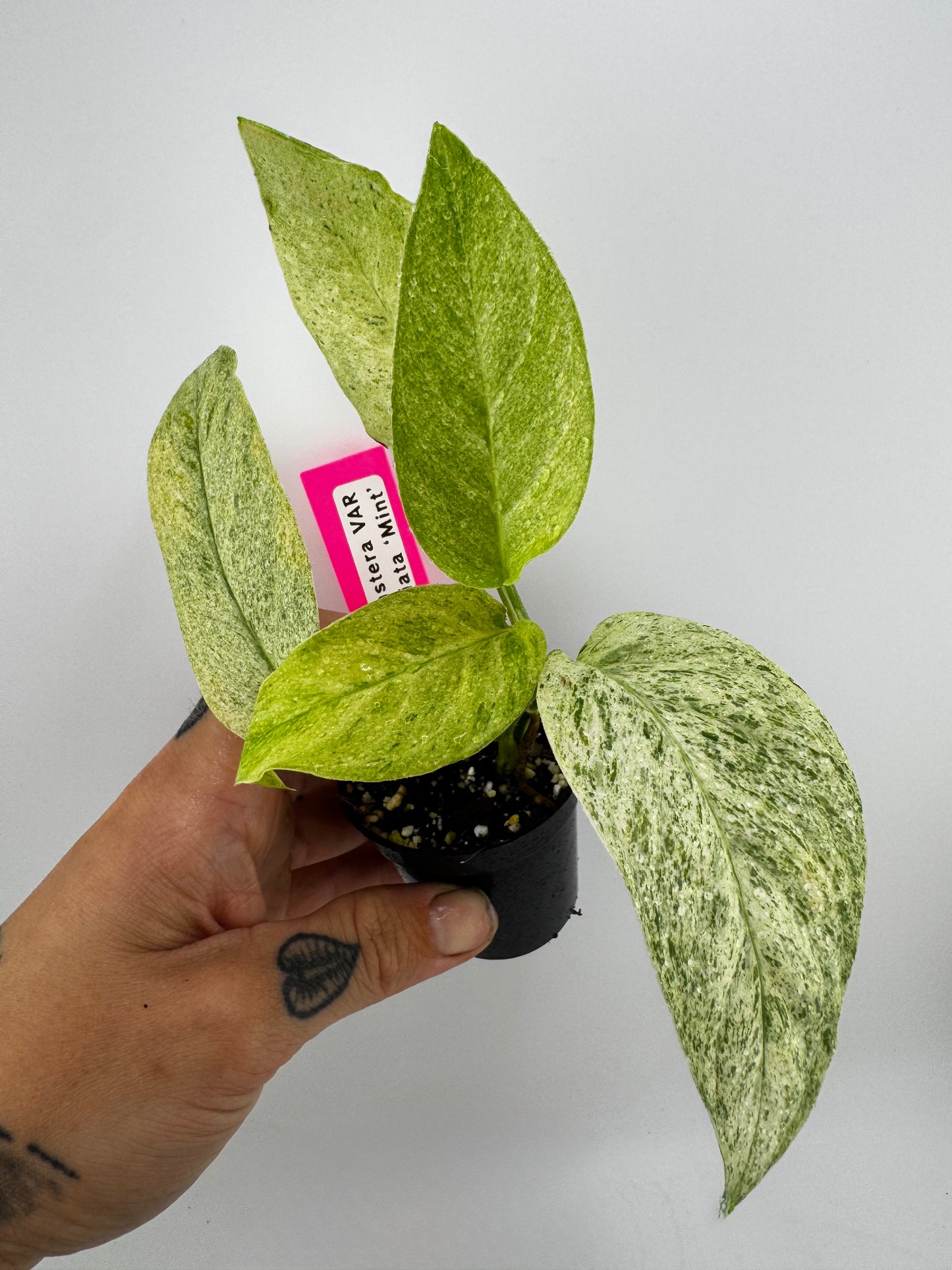 Monstera Laniata ‘Mint’ Variegated
