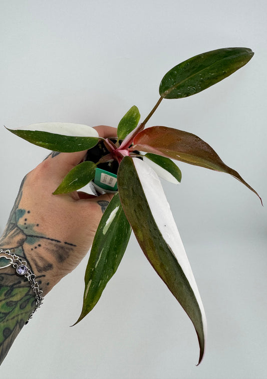 Philodendron variegated Red Anderson