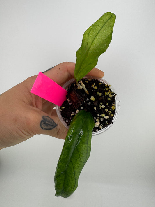 Hoya Mistie