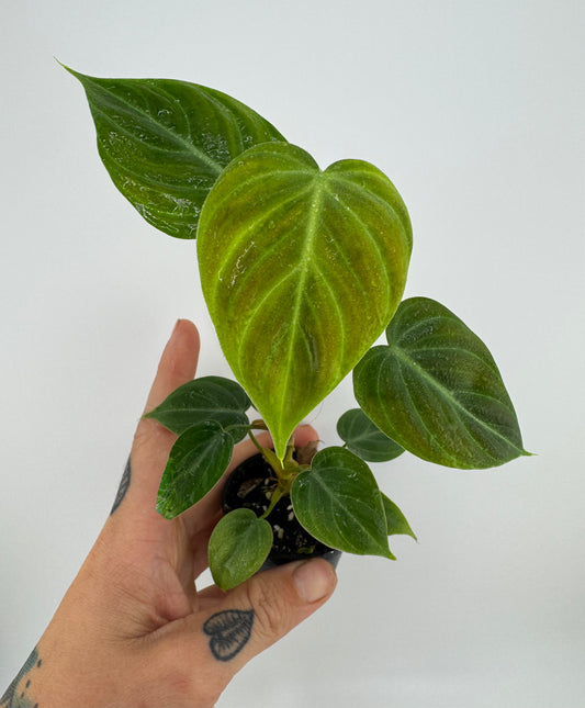 Philodendron El Choco Red