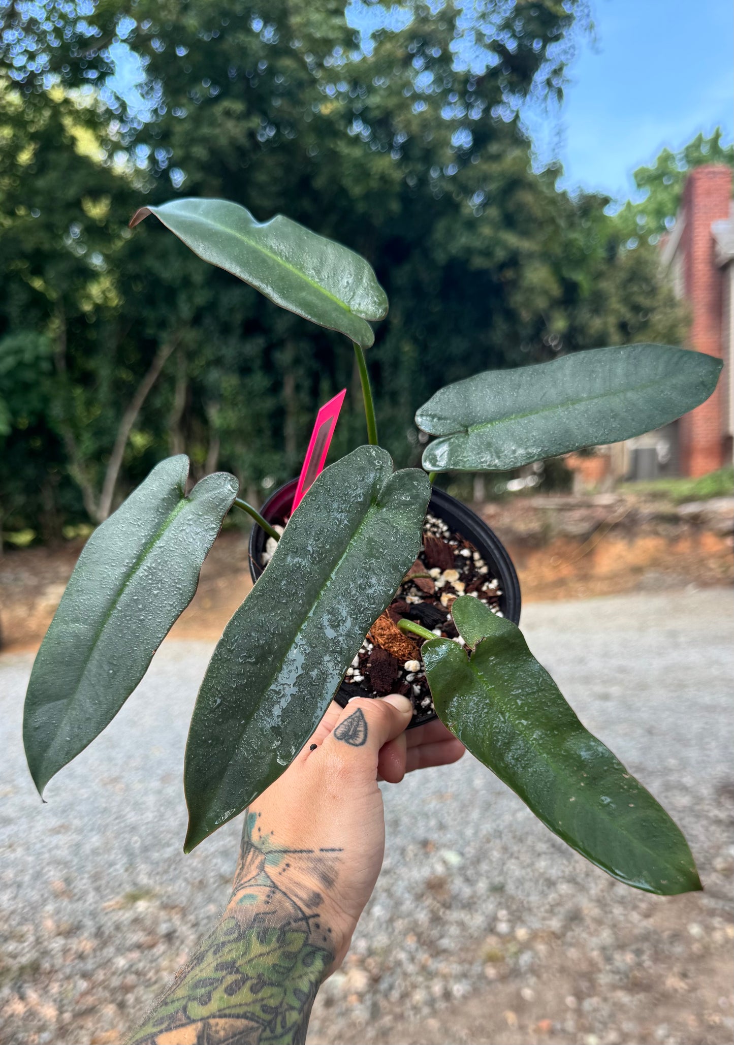 Philodendron Atabapoense