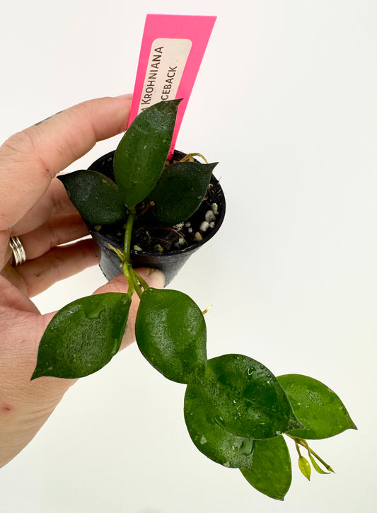 Hoya Krohniana ‘Ridgeback’