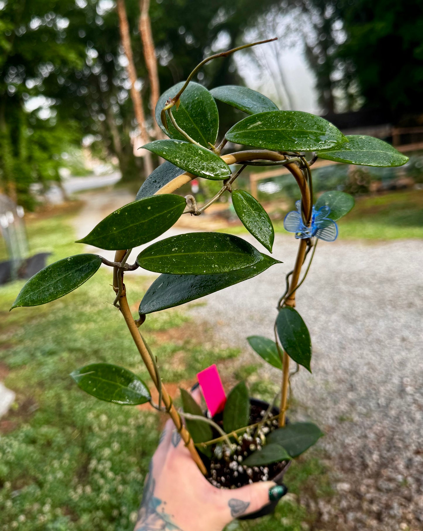 Hoya AH-001 'Vietnam' splash – Priest's Plant Paradise