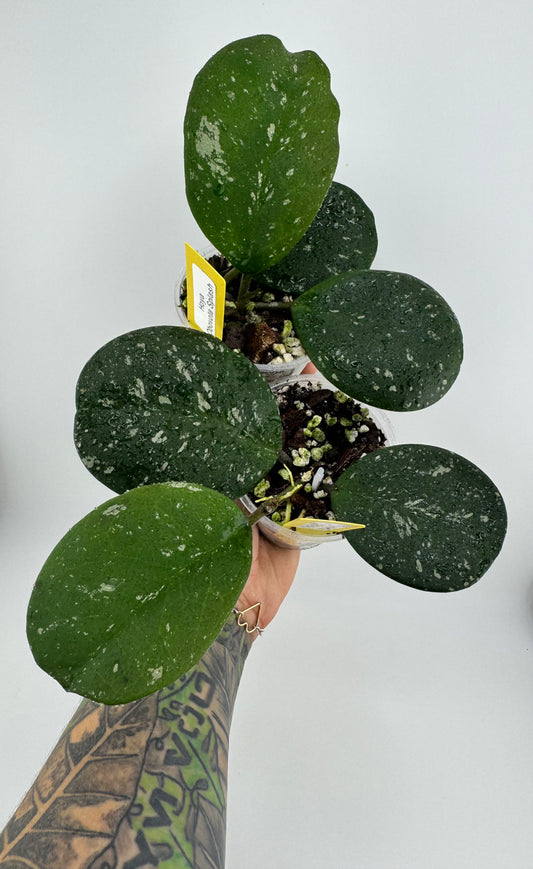 Hoya Obovota Splash