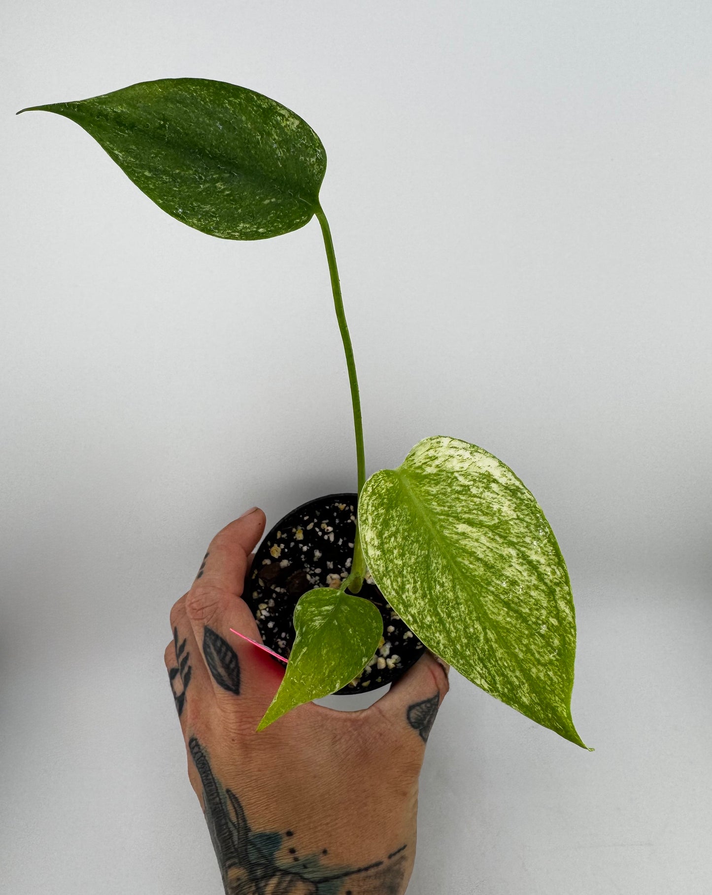 Monstera Deliciosa Mint ‘white monster’ Variegated #1