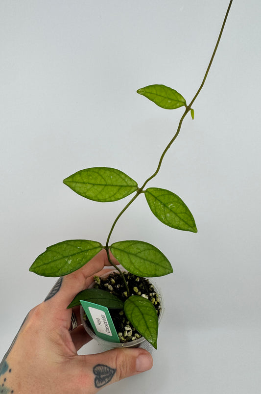 Hoya Crassipetiola Splash
