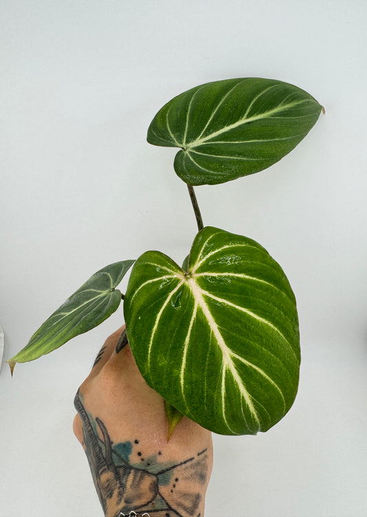 Philodendron Gloriosum ‘D’ shape