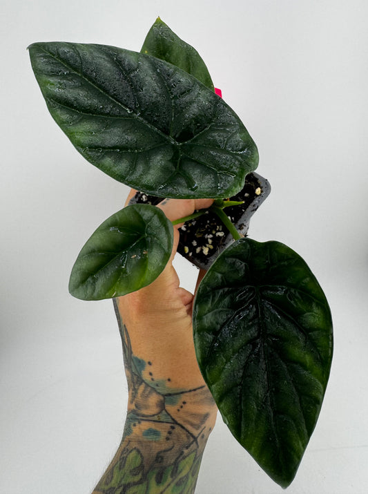 Alocasia Sinauta ‘Quilted Dream’