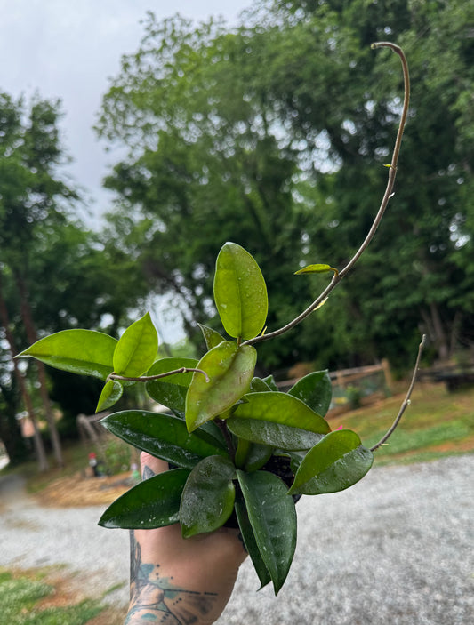 4” Hoya Carnosa