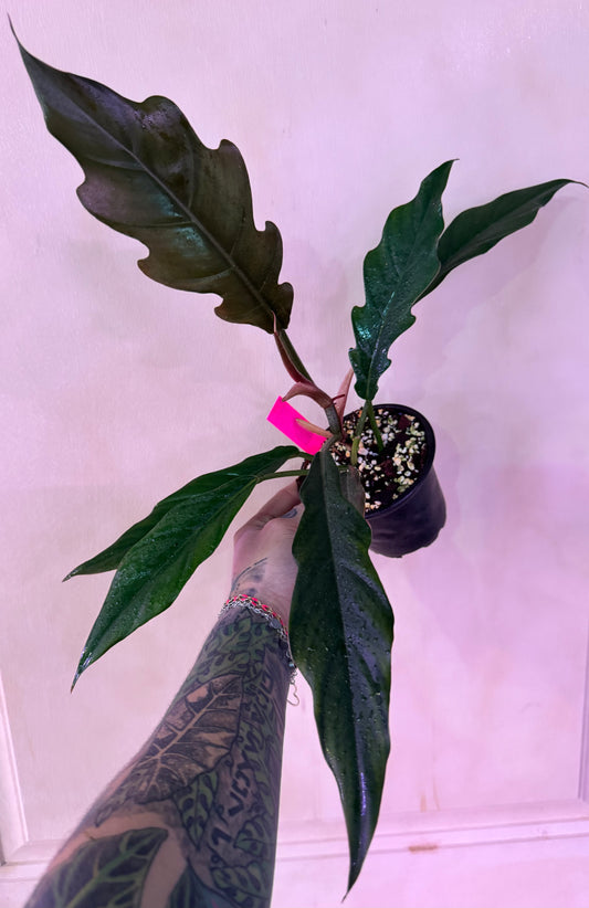 4” Philodendron Pluto