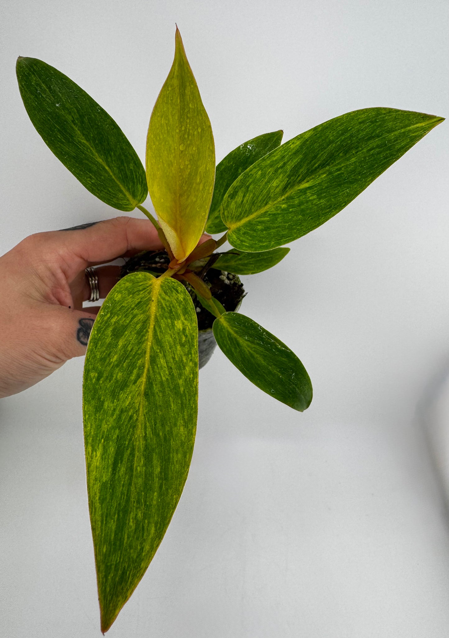 Philodendron Painted Lady