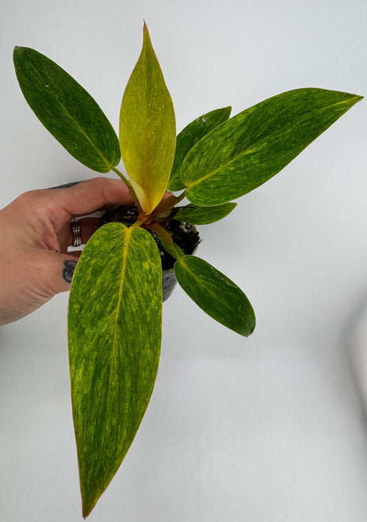 Philodendron Painted Lady