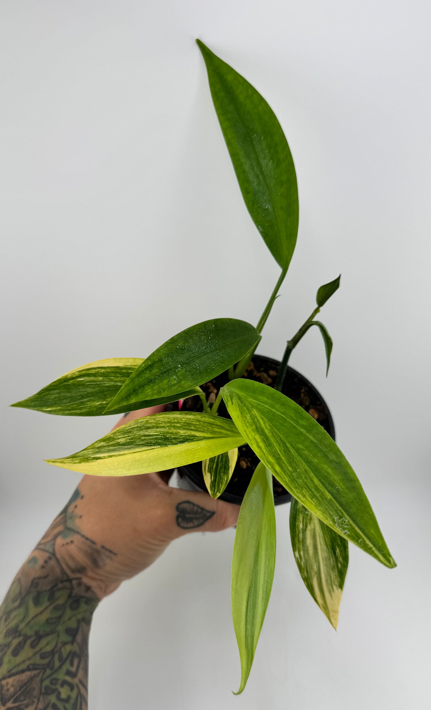 Epipremnum Amplissium Aurea Variegated